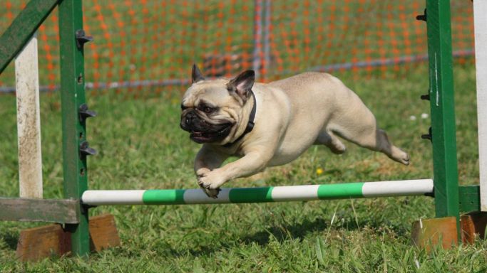 トレーニングのしやすさとペットショップの選び方