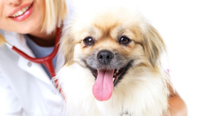 飼育中の健康管理と予算計画