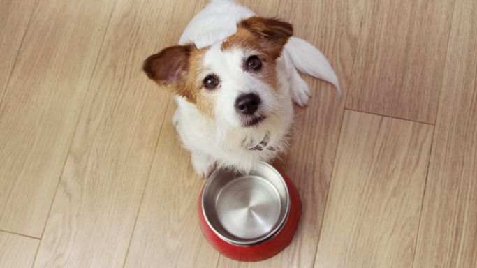 高齢犬のための特別な食事とケア