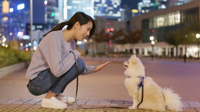 飼い主のライフスタイルに合わせた訓練テクニック